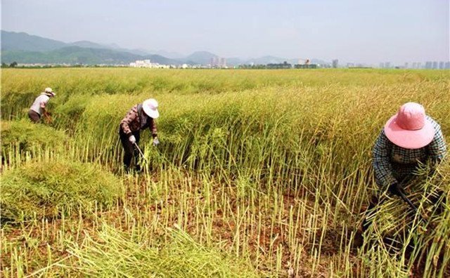农村的秸秆稻草，棉花杆，废旧木材花生壳，都是农业垃圾，在过去这些东西没有人稀罕，到处乱扔，影响了农村的面貌